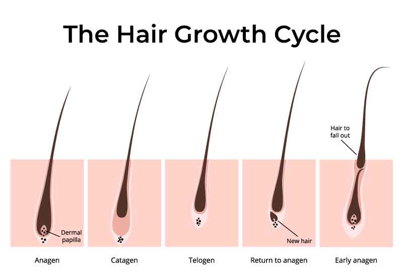 Hair growth cycle